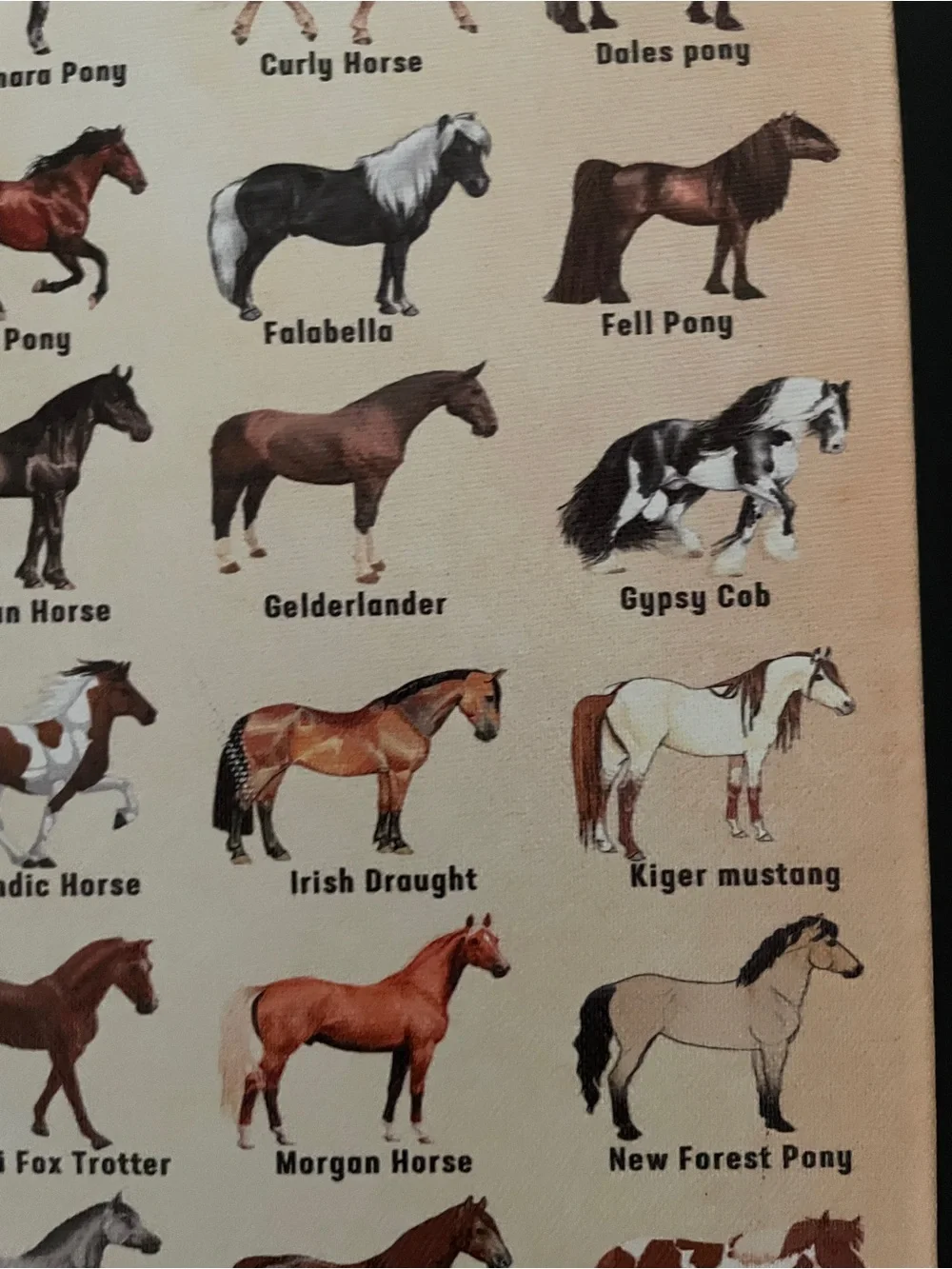 Horse Breed Chart & Horse Canvas Wall Art - Brown & Cream